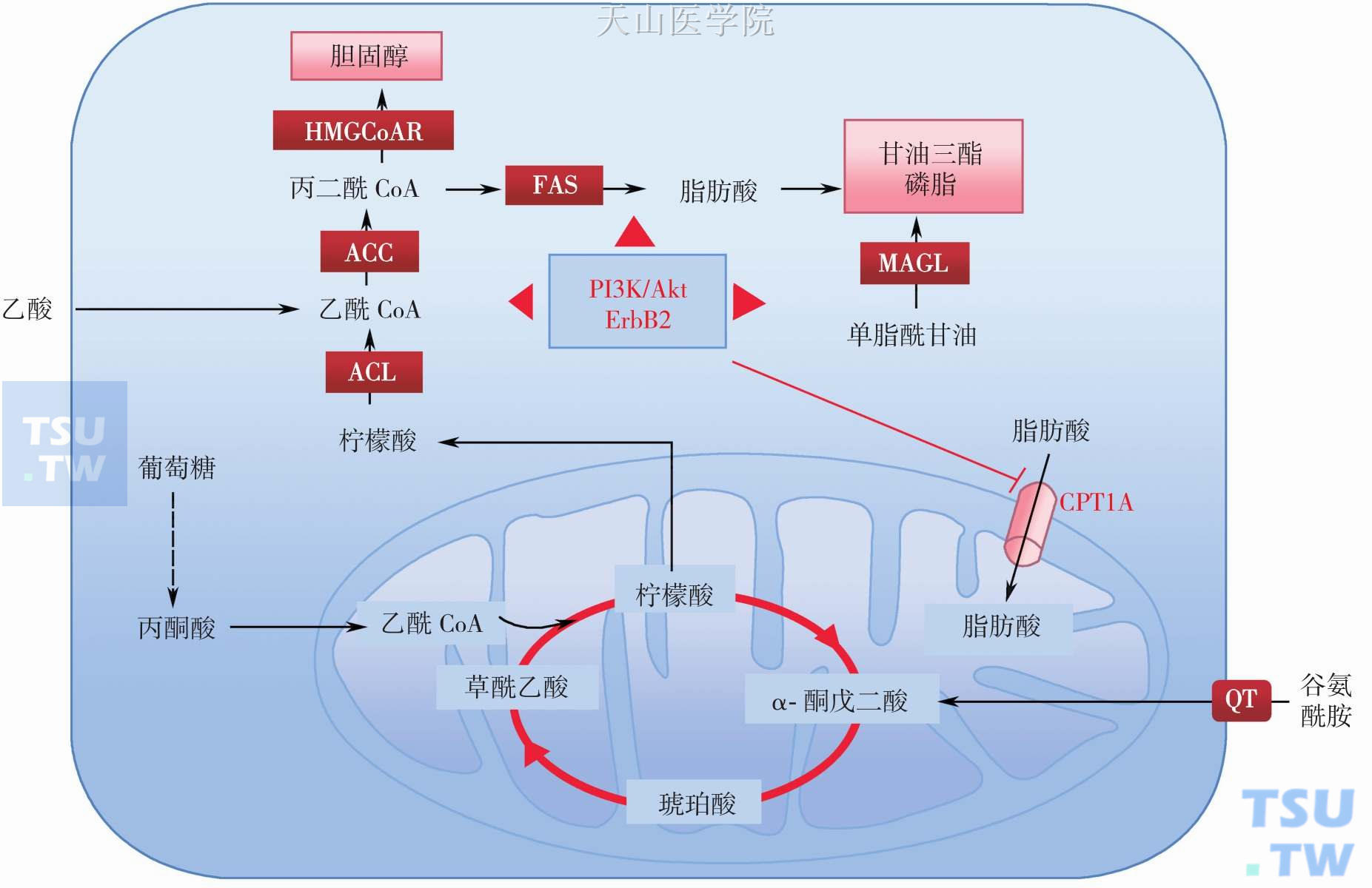 肿瘤与脂代谢异常