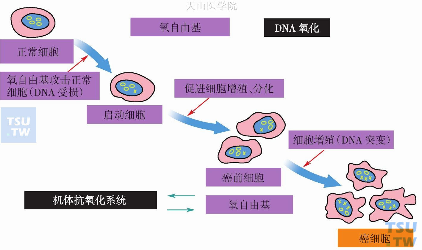 抗氧化剂与恶液质