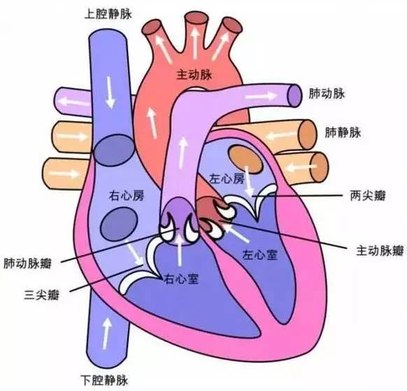 心脏的激素调节系统