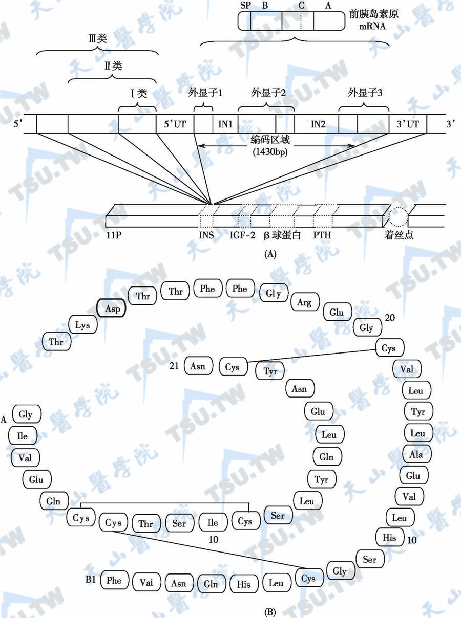 胰岛素认知：什么是胰岛素？