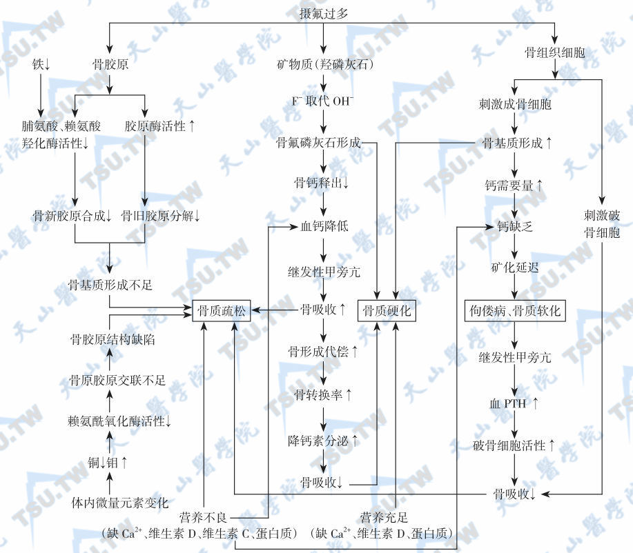 氟骨症的发病机制（病因）