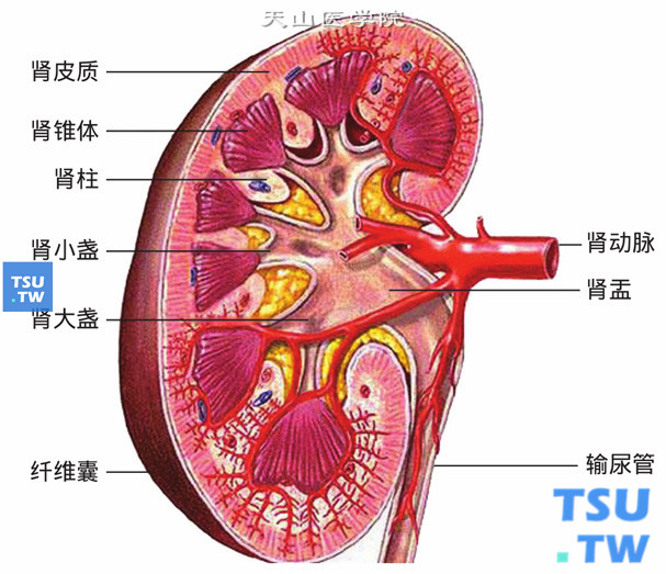 肾正常结构
