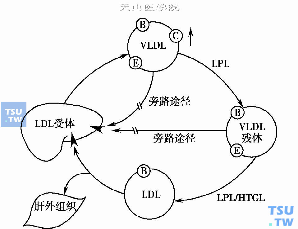 糖尿病患者血脂代谢异常的特点