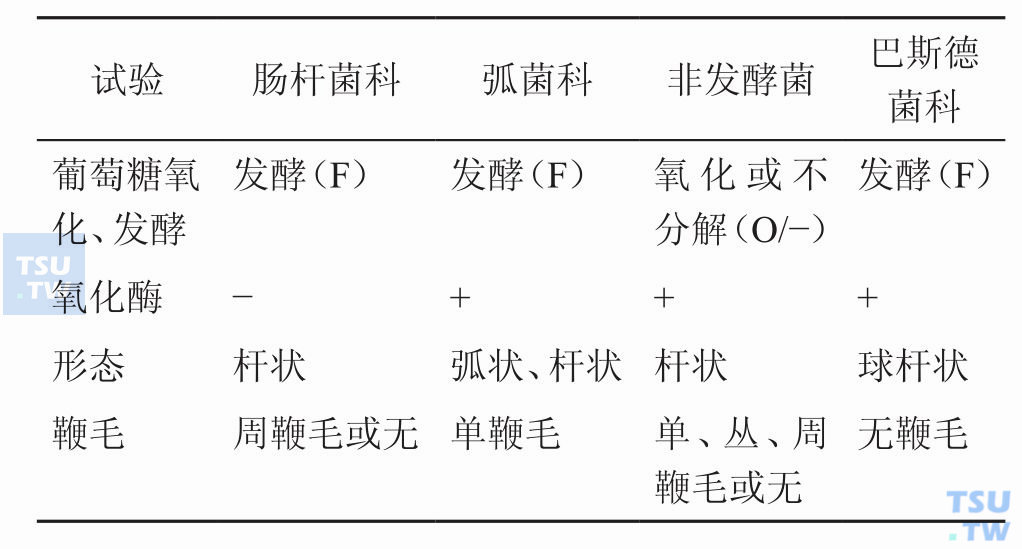 肠杆菌科细菌与其他阴性杆菌如何初步鉴别？